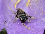 Hylaeus pectoralis